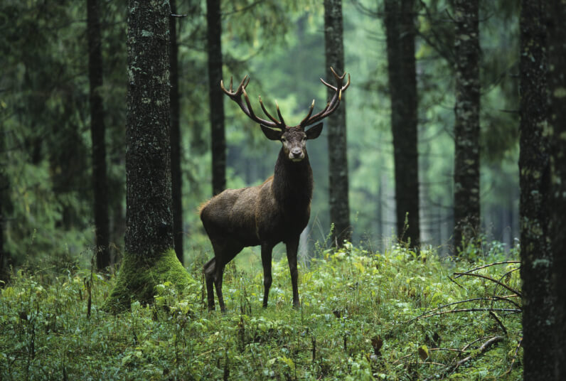 A full grown buck in the forest staring at the camera
